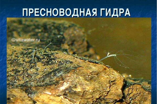 Как восстановить пароль кракен